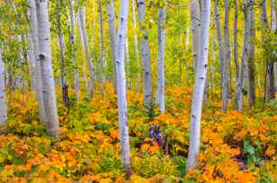 Aspen forest-1742